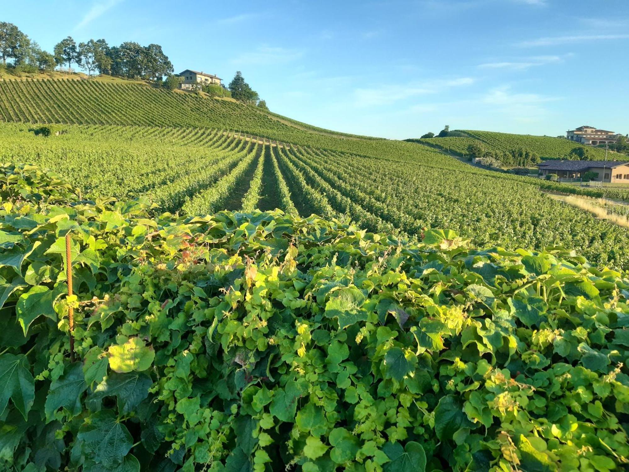 Appartamento Franciacorta Cazzago San Martino Dış mekan fotoğraf